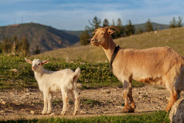istock Mother goat and her kid 958965190