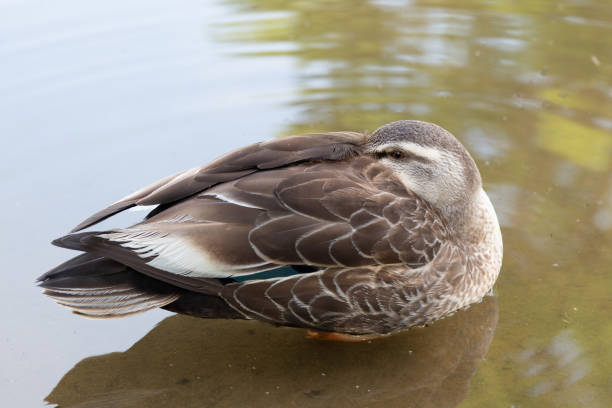 istock an Indian spot-billed duck with its head on its back 958966040