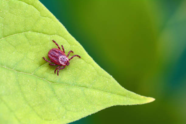 istock Parasite mite sitting on a green leaf. Danger of tick bite. 958966306