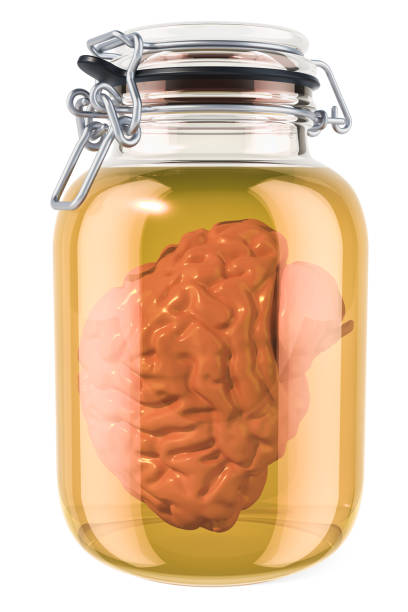 istock Human brain inside glass with liquid. 3D rendering isolated on white background 958968922