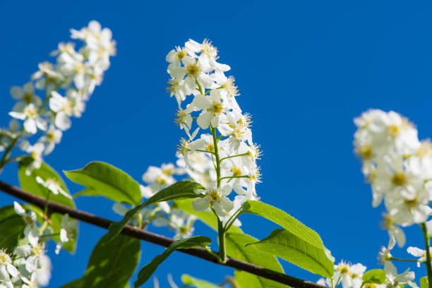 istock Branches of cherry blossoms close up. 958969242