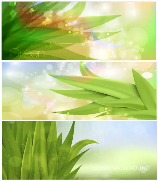 Vector illustration of set of grass nature banner for facebook Poster vector Design