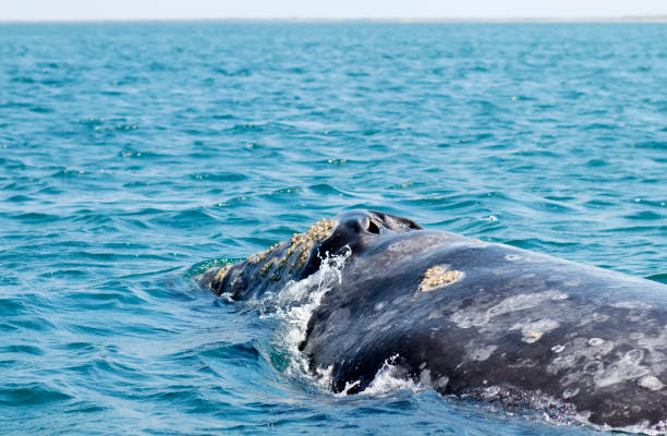 istock Gray whale 958972160