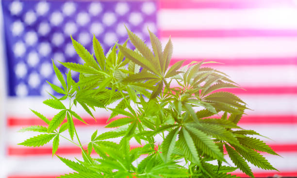 cannabis marijuana  American flag stock photo