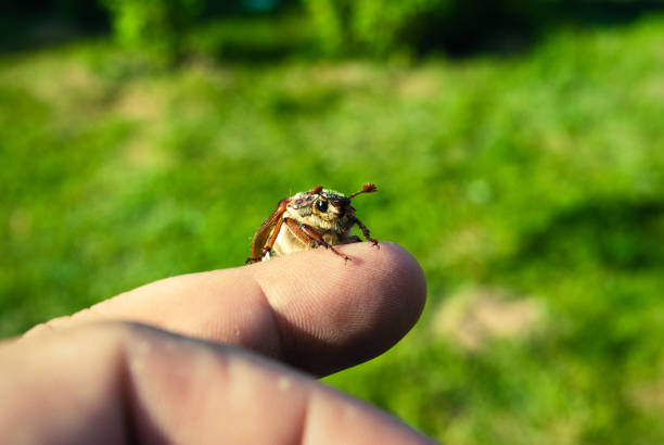 istock Closeup of finger and a chafer beetle june bug 958975876
