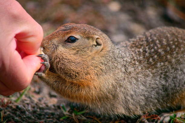 istock Rodent, Evrazhka on Kamchatka. American long tail gopher, sunny day 958975976