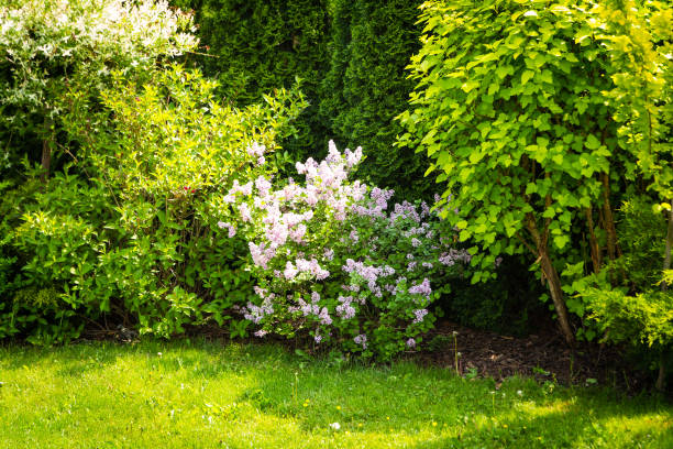 istock Syringa microphylla 'Superba' in the park, blooming lilac 958977718