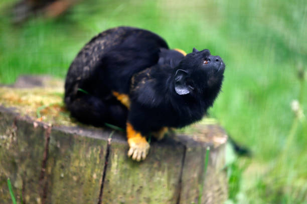 tamaryna środkowa z czerwonymi rękami - redhanded tamarin zdjęcia i obrazy z banku zdjęć