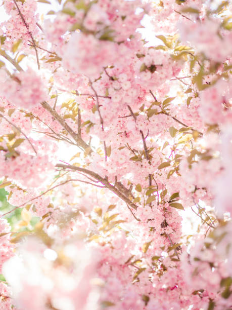 istock Pink japanese cherry blossom flower tree back lit 958980756