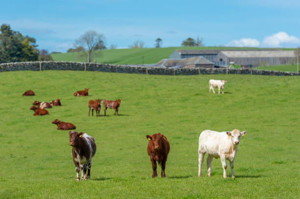 istock Beef cattle in a field on a bright spring afternoon 958983964