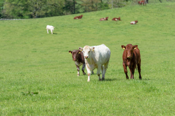 istock Beef cattle in a field on a bright spring afternoon 958983990