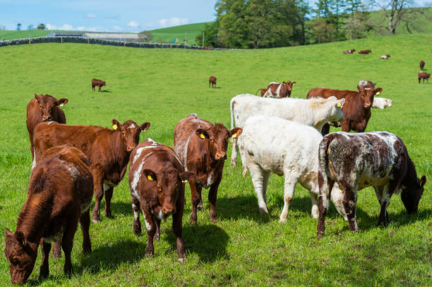 istock Beef cattle in a field on a bright spring afternoon 958984128
