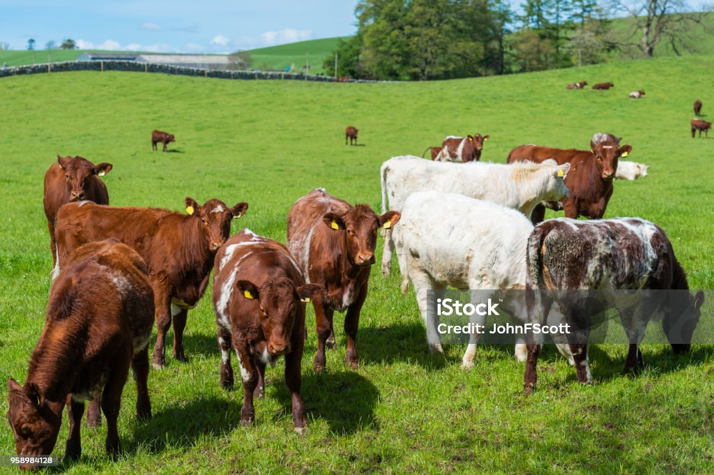 Spring Cattle Photography Beef Cattle In A Field On A Bright Spring Afternoon Stock Photo ...
