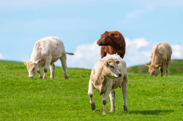 istock Beef cattle in a field on a bright spring afternoon 958984242
