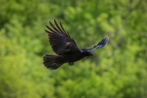 A black raven during the flight. frozen motion