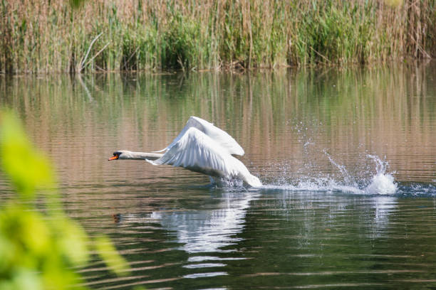 a swan tries to launch and fly on the water
