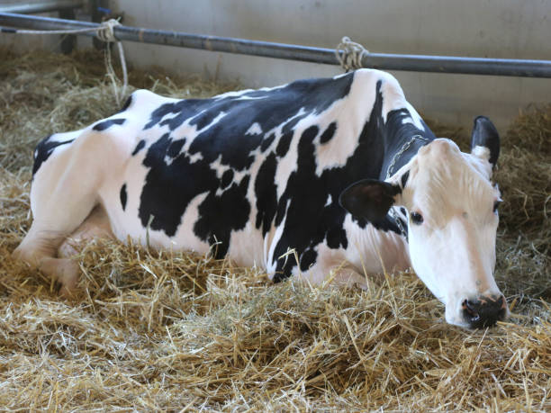 istock white and black cow lying on straw in a stall 958987404