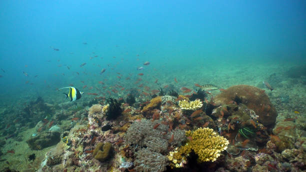 istock Coral reef and tropical fish. Philippines, Mindoro 958987704