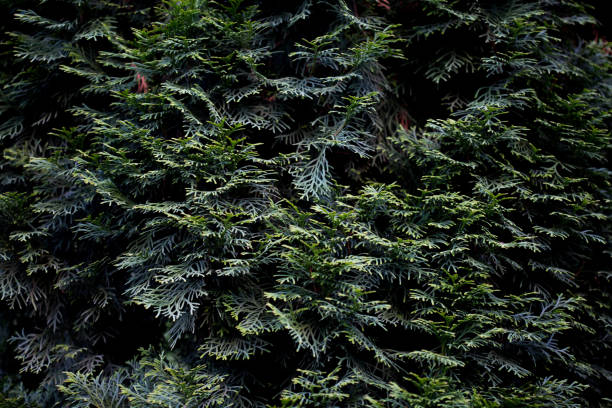 istock bushes in the park textures 958987982