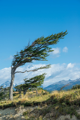 Typical flag tree deformed by the strong winds in Tierra del Fuego, Patagonia