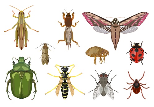 Vector detailed set of different insects isolated in flat style on white background. In collection: grasshopper, moth, ladybug, wasp, fly, mite, flea, moth, gryllotalpa.