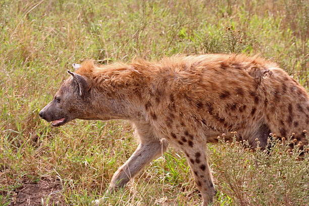 Pregnant Hyena