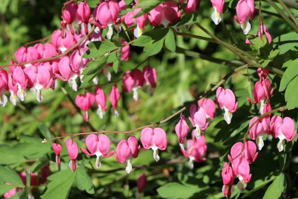 istock Dicentra spectabilis flowers 958995760