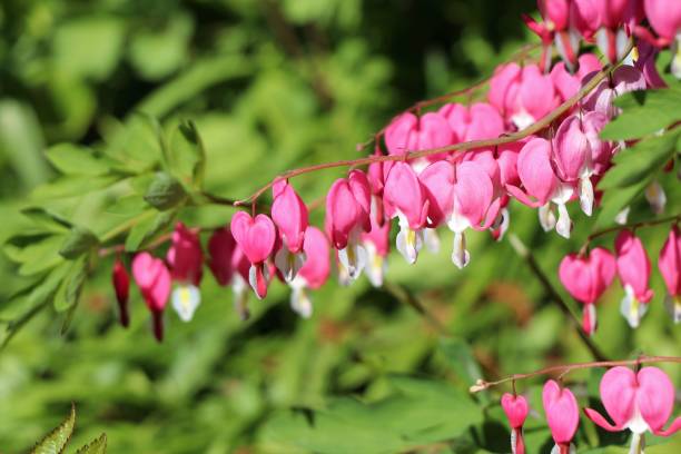 istock Dicentra spectabilis flowers 958995794