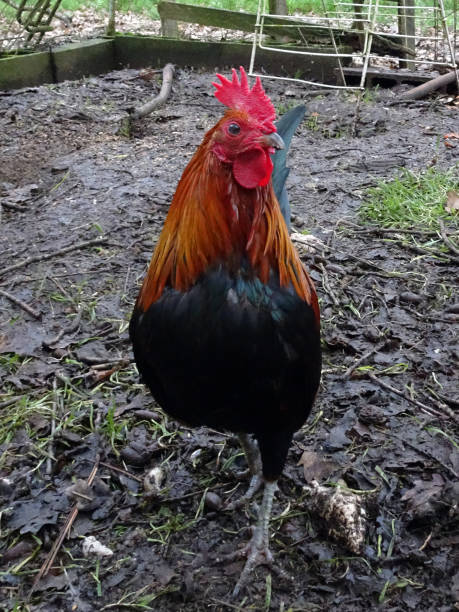 istock Proud cock in his henhouse 958995882