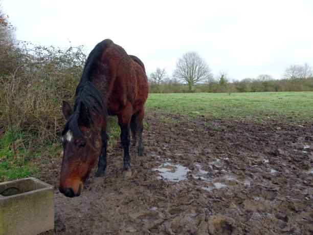 istock Horse in meadow, slush in winter 958995916