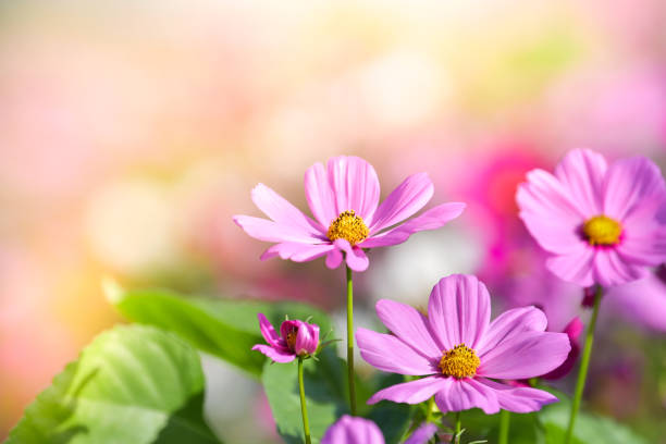 istock Pink cosmos flower in cosmos field. 958996794