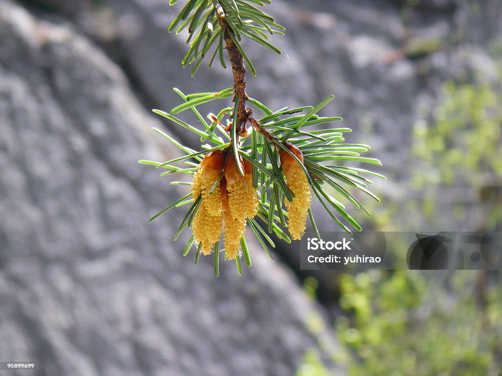 Młody pine pachołki - Zbiór zdjęć royalty-free (Bez ludzi)