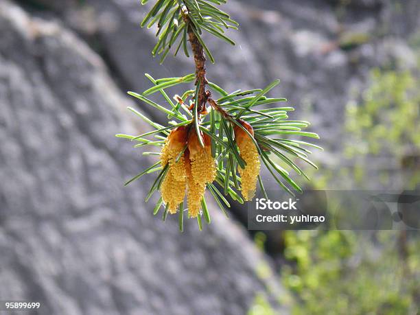 Jovem Pinho Cones - Fotografias de stock e mais imagens de Abeto - Abeto, Agulha - Parte de planta, Amarelo