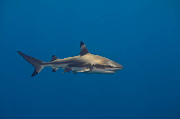 istock Blacktip reef shark circling around divers in Moorea, French Polynesia 959000626