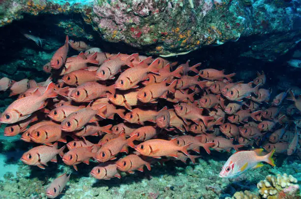 During a drift dive on the Fakarava atoll, Tuamotu Archipelago in French Polynesia, we swam by a large school of blotcheye soldierfish hiding in a small grotto in the reef