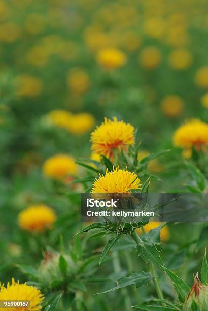 Foto de Cártamo e mais fotos de stock de Cártamo - Cártamo, Agricultura, Amarelo