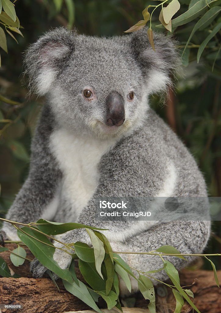 Młody Koala - Zbiór zdjęć royalty-free (Koala)