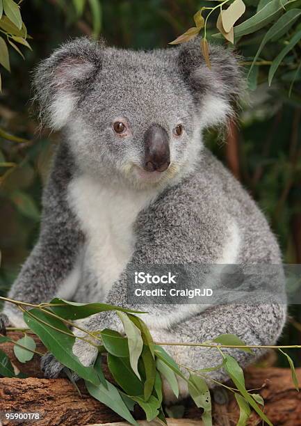 Jovem Coala - Fotografias de stock e mais imagens de Coala - Coala, Animal, Animal selvagem