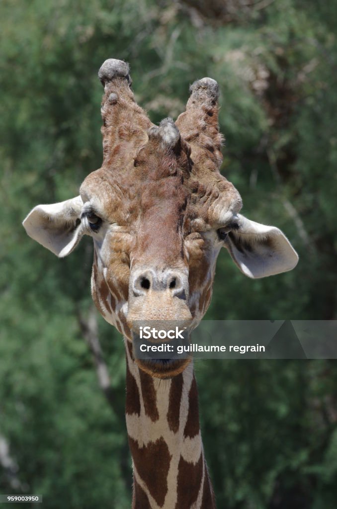 Giraffe Closeup Stock Photo Download Image Now Antler Close up giraffe-closeup-stock-photo-download-image-now-antler-close-up