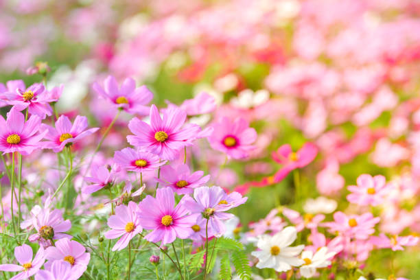 istock Pink cosmos flower in cosmos field. 959004370