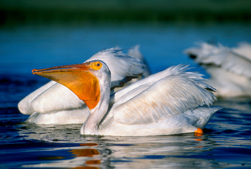 One of a group of American White Pelicans swimming on a lake in Montana.