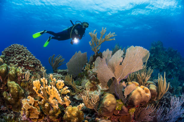 istock Caribbean coral reef and diver 959008048