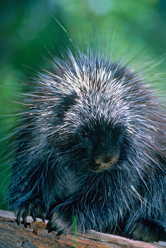 A young Porcupine pauses on a fallen log in a woods in Montana.