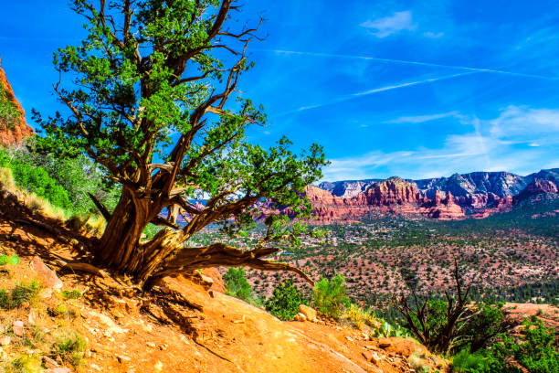 istock Cathedral Rock in Sedona, Arizona 959008934