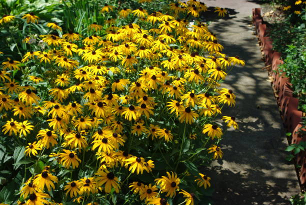 istock brown-eyed susan flowers 959011462