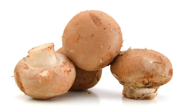 istock Brown champignon mushroom  isolated on white background cutout 959012264