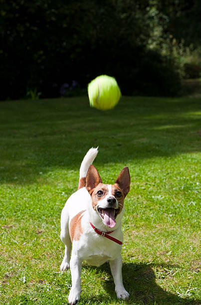 istock Jack Russell terrier about to jump for her ball 95901642