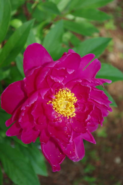 istock pink flower with yellow 959016626