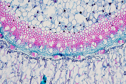 Cross sections of the plant root under the microscope view for education