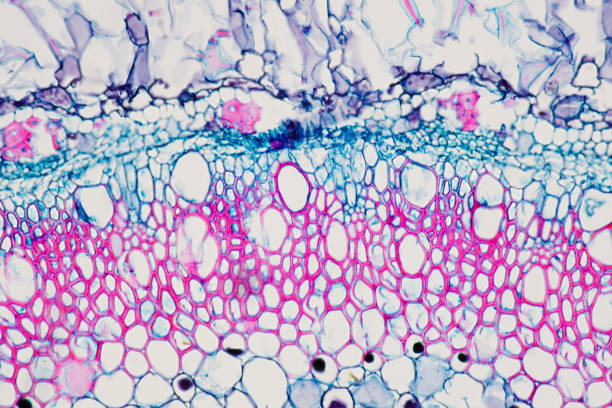 istock Cross sections of the plant root under the microscope view for education 959019168
